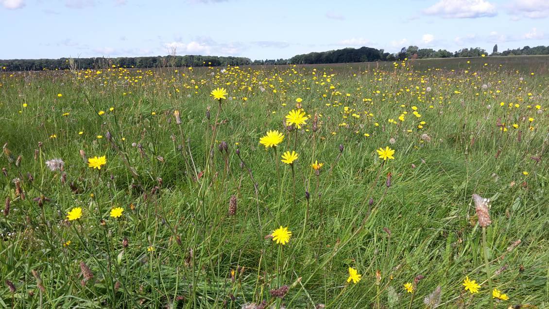 20170823_114958 20170823_114958