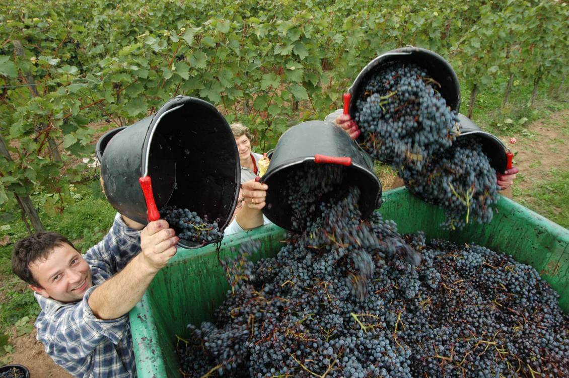 2025 WeinWanderreise an die Mosel speziell für Alleinreisende