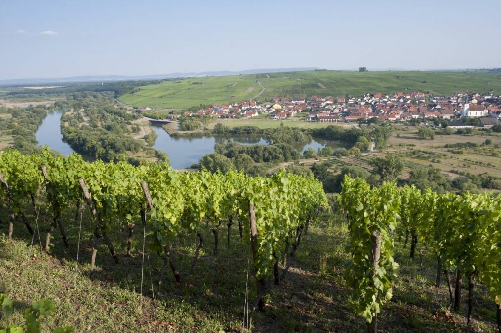 Neu 2026: Wein-Radreise im Fränkischen Weinland