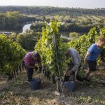 Weinlese an der Volkacher Mainschleife